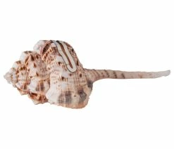 Flash Sale ⭐ Phlmore Haustellum Shell Place Card Holder With Sterling Silver Insert ⌛