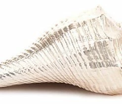 Best deal 🤩 Philmore Silver Plated Carnifera Shell Place Card Holder 😍